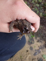 Lucilia bufonivora