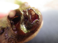 Lucilia bufonivora