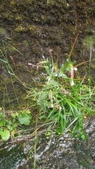 Epilobium amurense