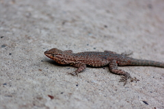Uta stansburiana uniformis