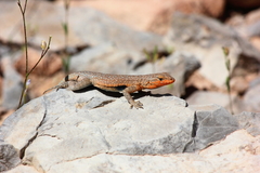 Uta stansburiana uniformis