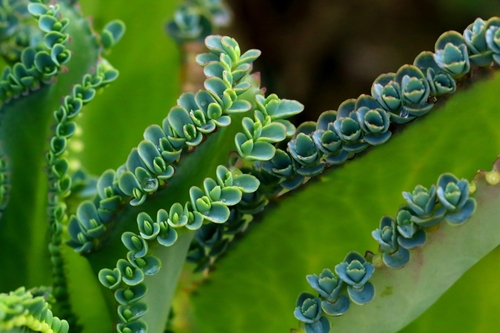 Image of Kalanchoe laetivirens by no rights reserved