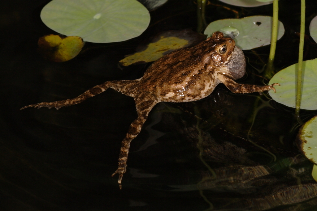 Ingerophrynus