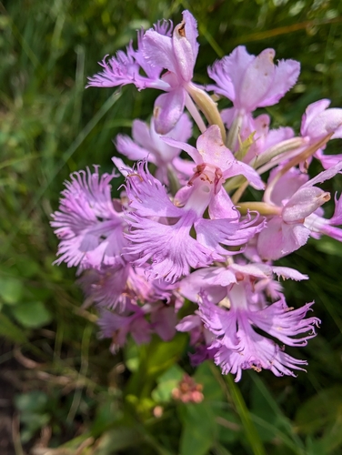 Greater purple fringed orchid (Platanthera grandiflora)