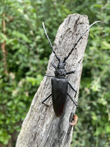 Great capricorn beetle, Sunray Avenue, London, England, GB, photo 6 of 10