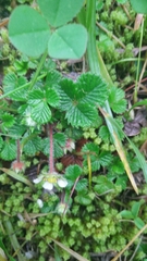 Fragaria hayatae