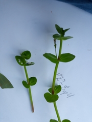 Lindernia rotundifolia