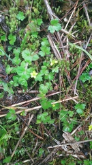 Ranunculus taisanensis