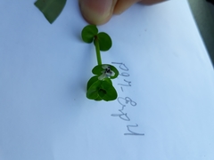 Lindernia rotundifolia