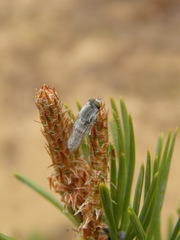 Acrosathe annulata