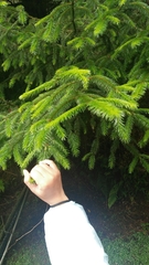 Picea morrisonicola