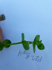 Lindernia rotundifolia