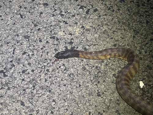 Black-headed Python sighting