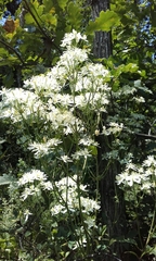 Clematis recta
