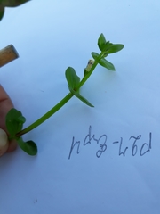 Lindernia rotundifolia