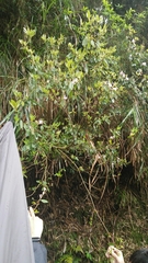 Rhododendron rubropilosum