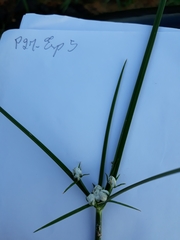 Cyperaceae