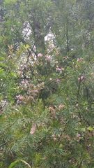 Rhododendron rubropilosum