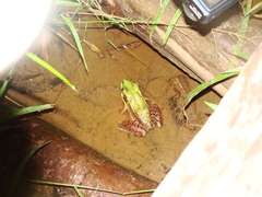 Lithobates palmipes