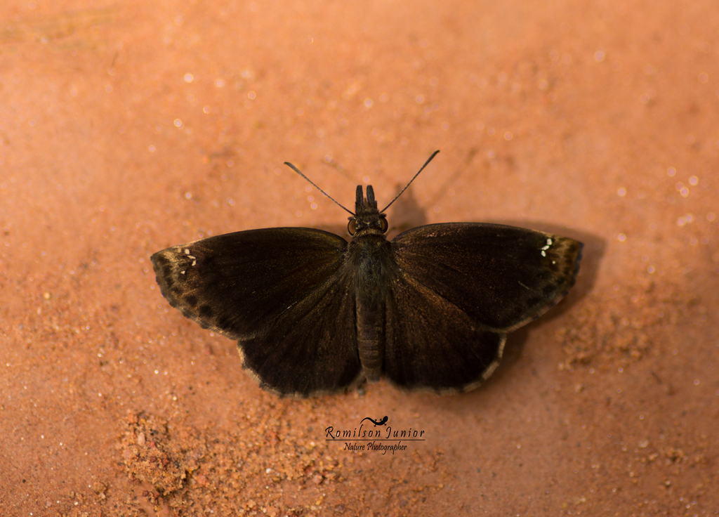 Anisochoria quadrifenestrata