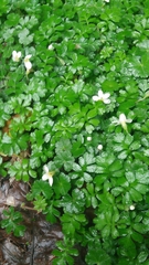 Ellisiophyllum pinnatum