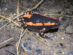 Phrynomantis bifasciatus