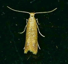 Tischeria quercitella