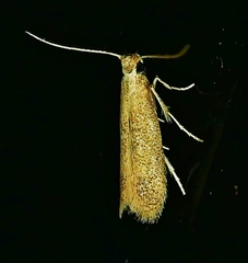 Tischeria quercitella