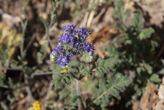Phacelia popei