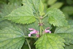 Lamium orvala