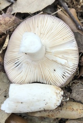 Russula grisea