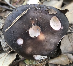 Russula grisea