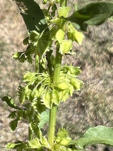 Image of Rumex stenophyllus by (c) Алёна Осипова, some rights reserved (CC BY)