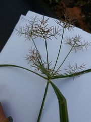 Cyperus esculentus