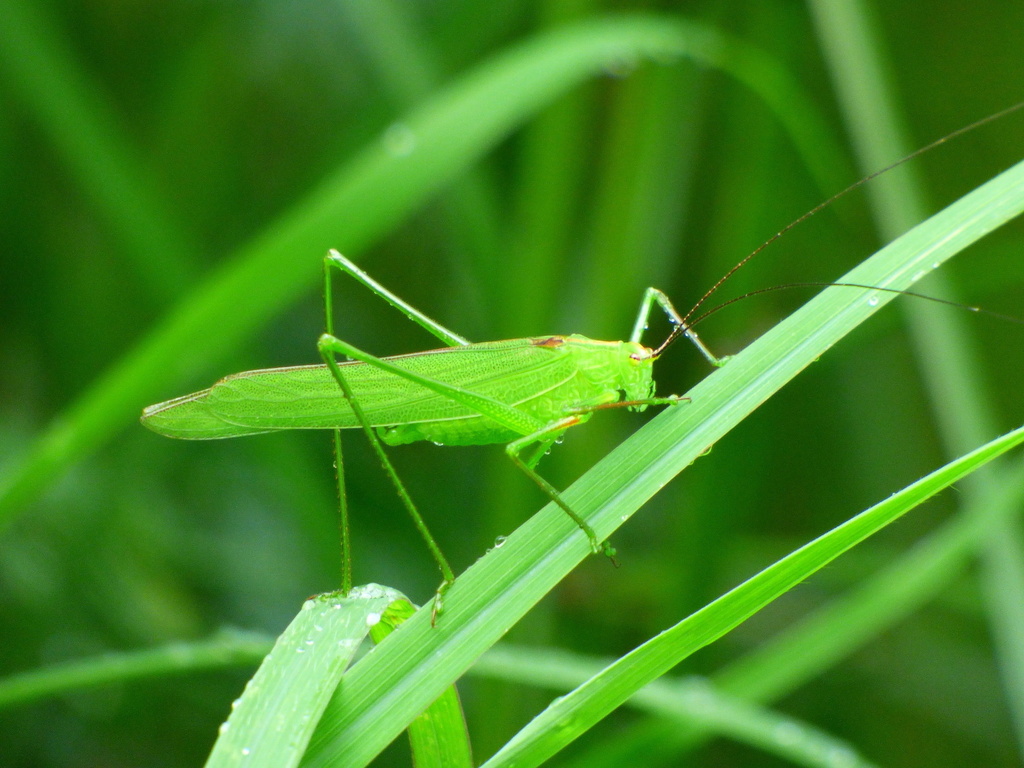 Orthelimaea securigera