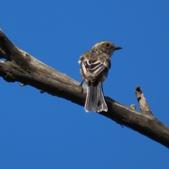 Gray Bushchat photo 5