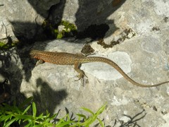 Algyroides nigropunctatus