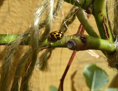 Propylea quatuordecimpunctata