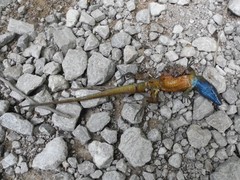 Algyroides nigropunctatus