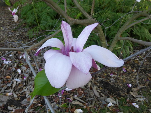 Dawson's magnolia (Magnolia dawsoniana)