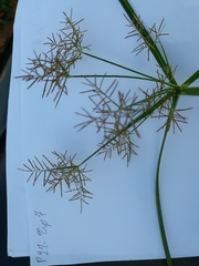 Cyperus esculentus