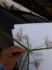 Cyperus esculentus