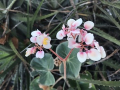 Begonia grisea