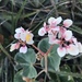 Begonia grisea - Photo (c) william_hoyer, μερικά δικαιώματα διατηρούνται (CC BY-NC)