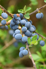 Forestiera angustifolia