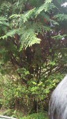 Chamaecyparis formosensis