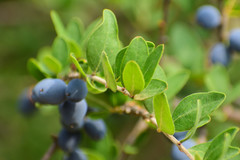 Forestiera angustifolia