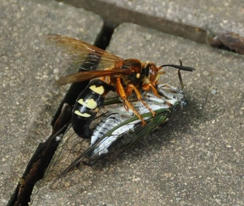Eastern Cicada-killer Wasp, photo 5 of 10