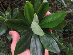 Escallonia paniculata
