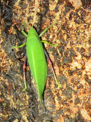 Zabalius ophthalmicus